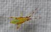 Campyloneura virgula